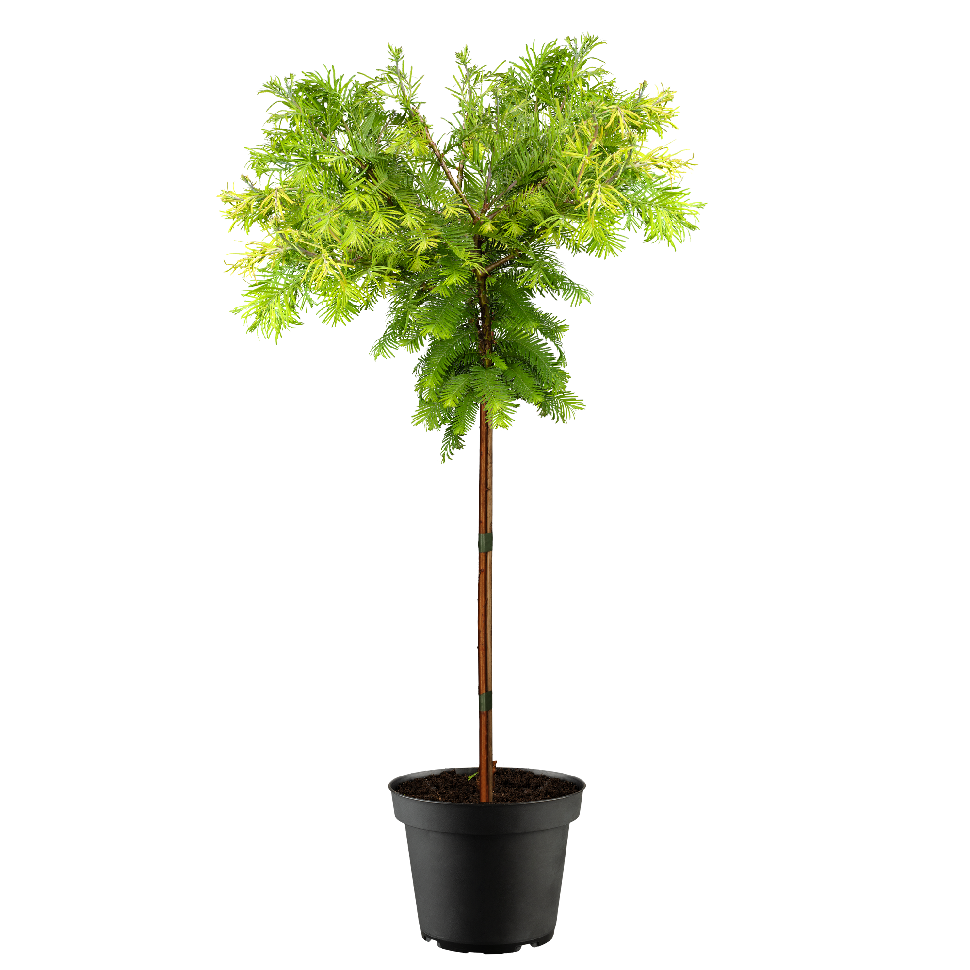 Mammutbaum 'Gold Rush' 125 cm, 30 cm Topf