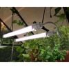 LED-Pflanzenleuchte 'Brighton' 2000 lm neutralweiß