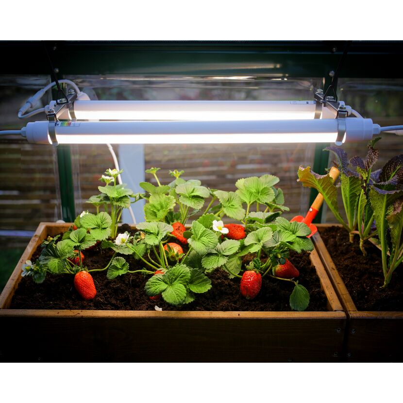 Vollspektrum LED-Wachstumslicht für Gewächshaus 20 W, 61 cm