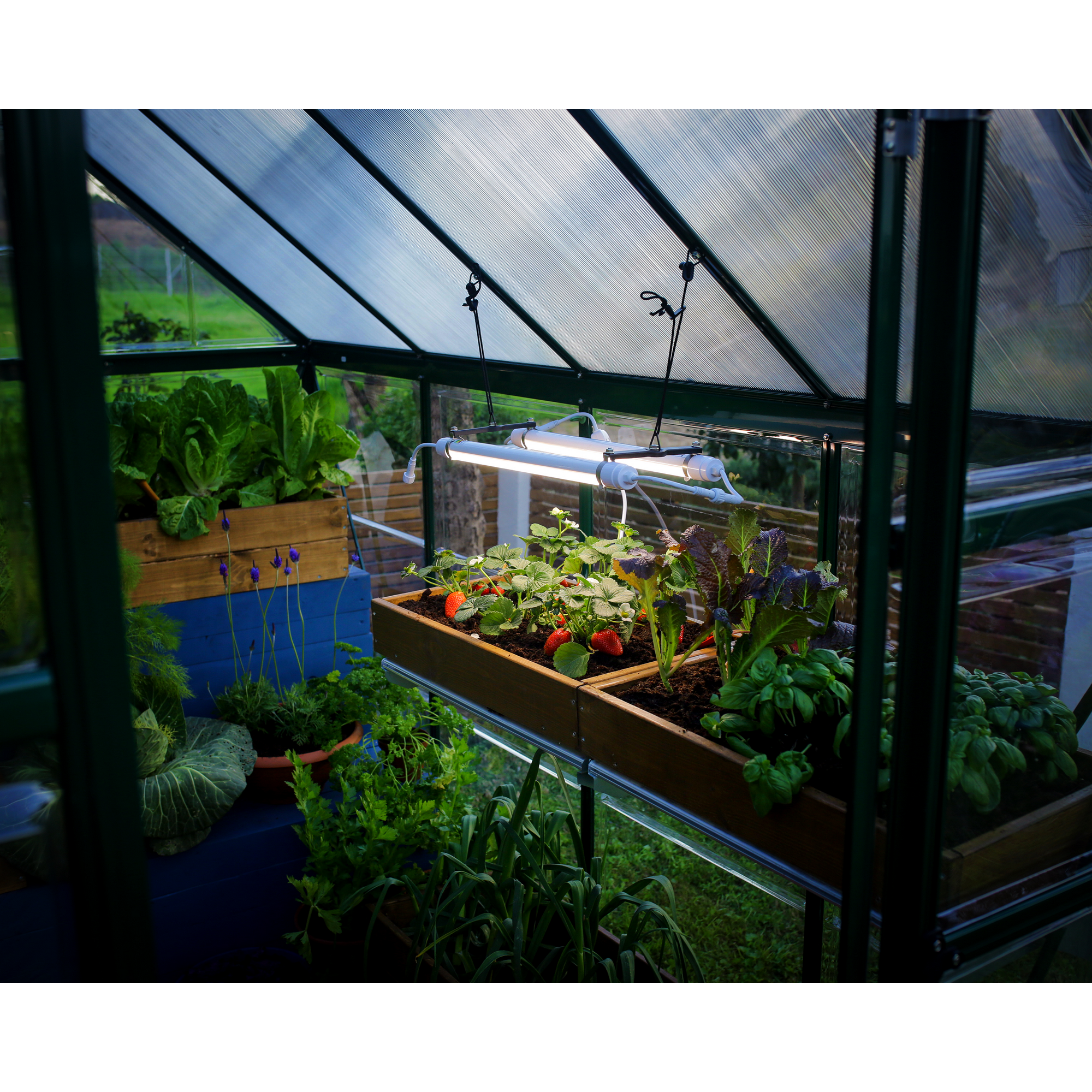 Vollspektrum LED-Wachstumslicht für Gewächshaus 20 W, 61 cm