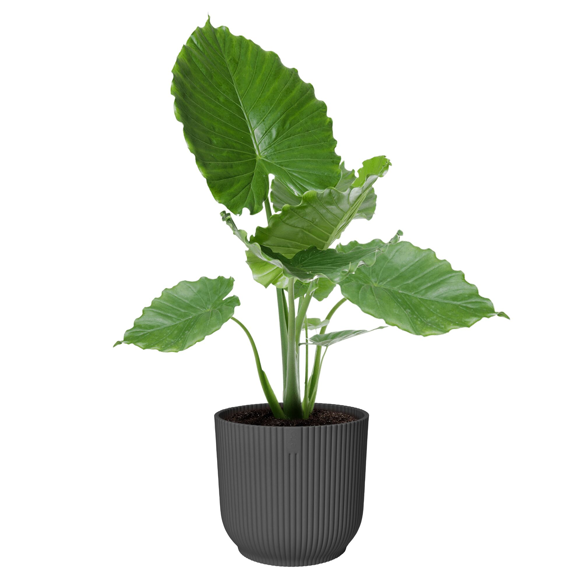 Übertopf 'Vibes Fold Rund' Kunststoff schwarz Ø 30 cm