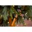 Künstlicher Weihnachtsbaum 'Richmond' Tanne mit 700 LEDs in warmweiß, Ständer Ø 142 x 228 cm