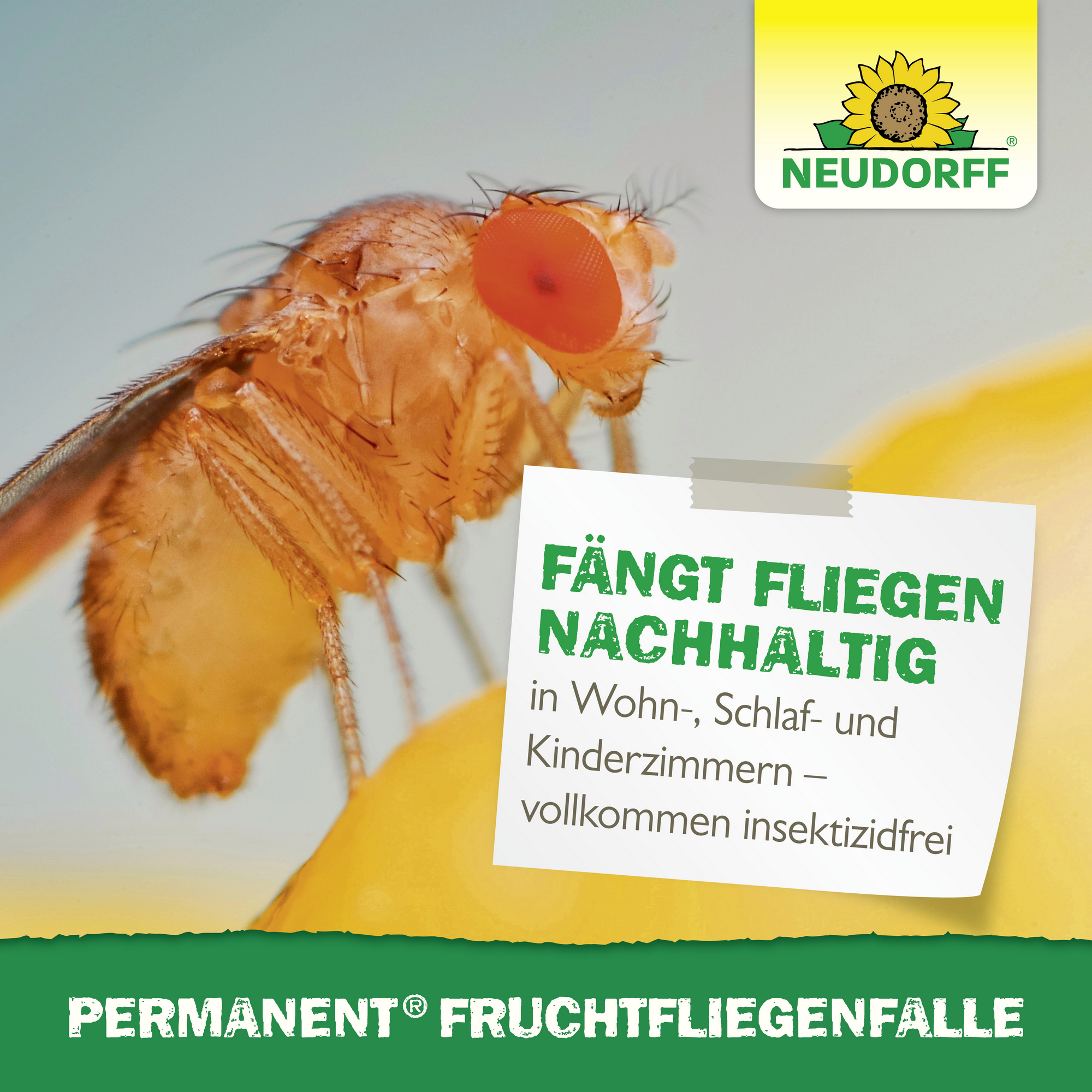Fruchtfliegenfalle 'Permanent' nachfüllbar 1 Stück