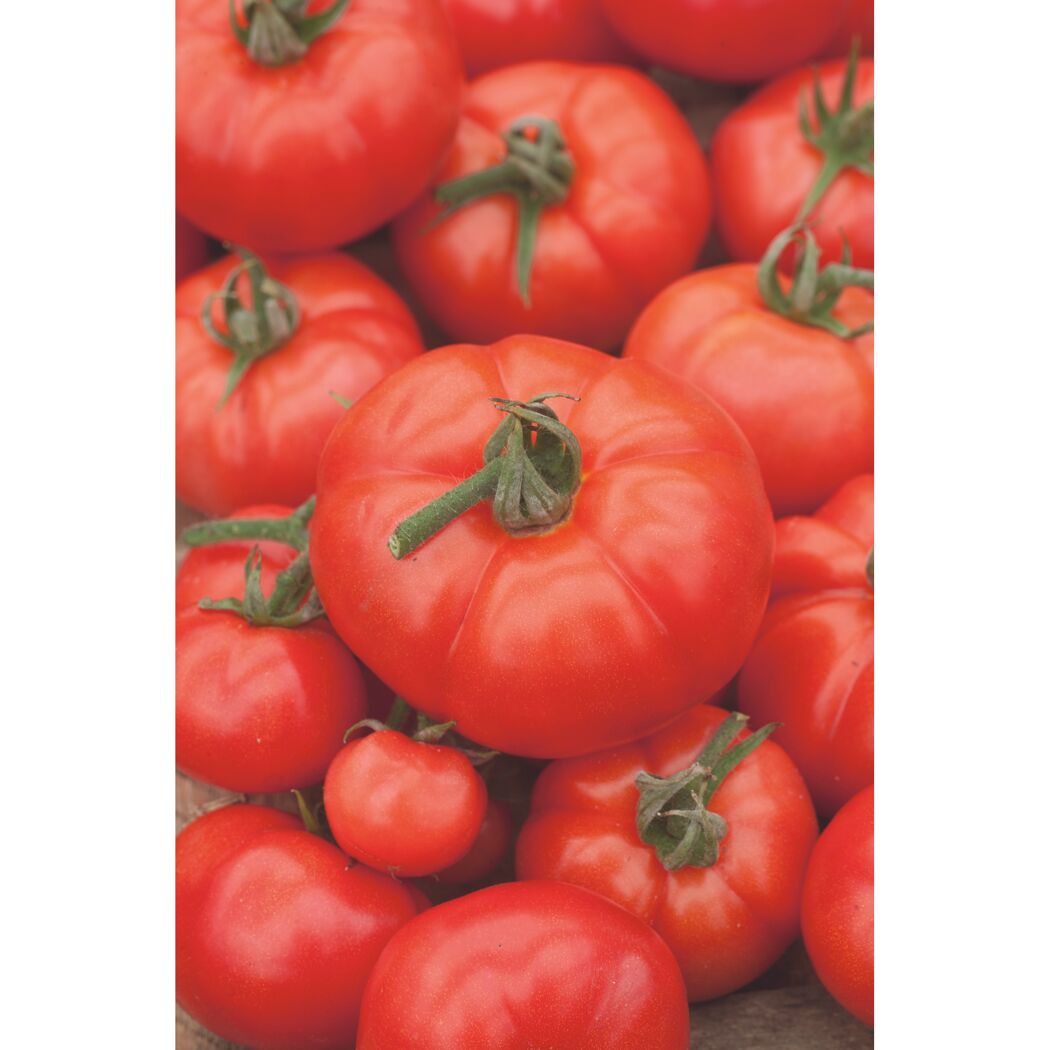 Salattomate 'Maestria' 10,5 cm Topf