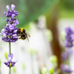 Lavendel 'Felice®' 10,5 cm Topf