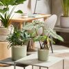 Pflanzgranulat 'Topper' Limestone Bims 1 l
