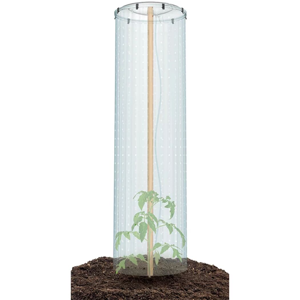 Tomaten Schutzhaube