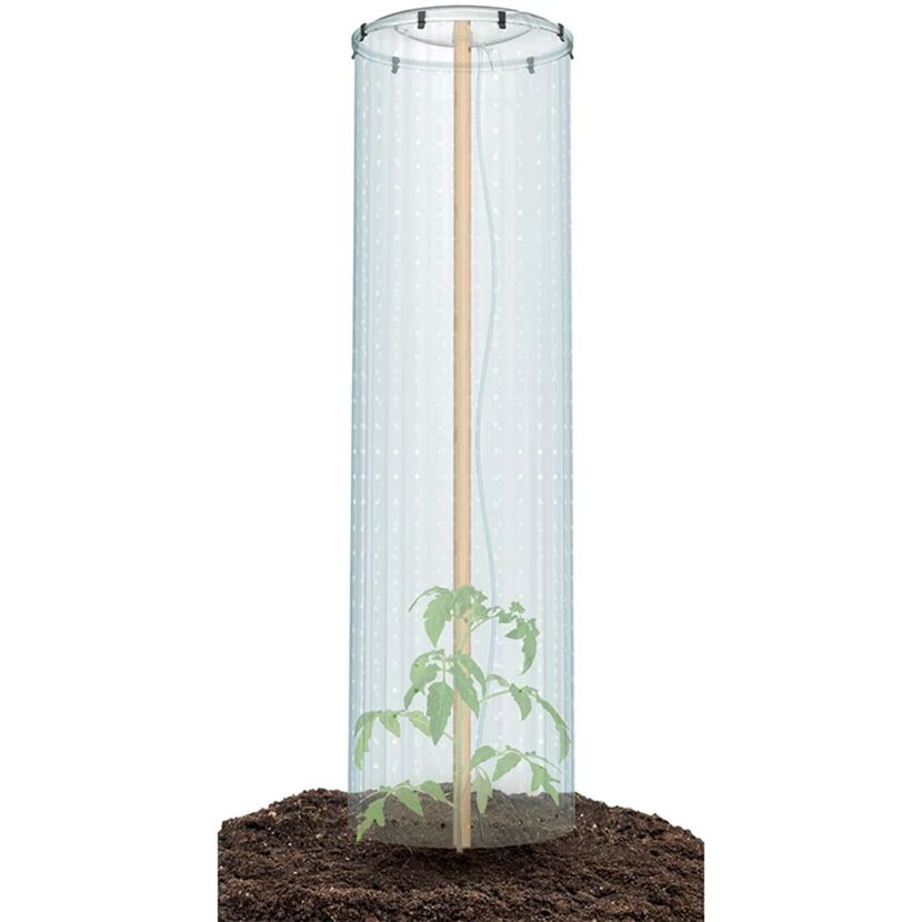 Tomaten Schutzhaube