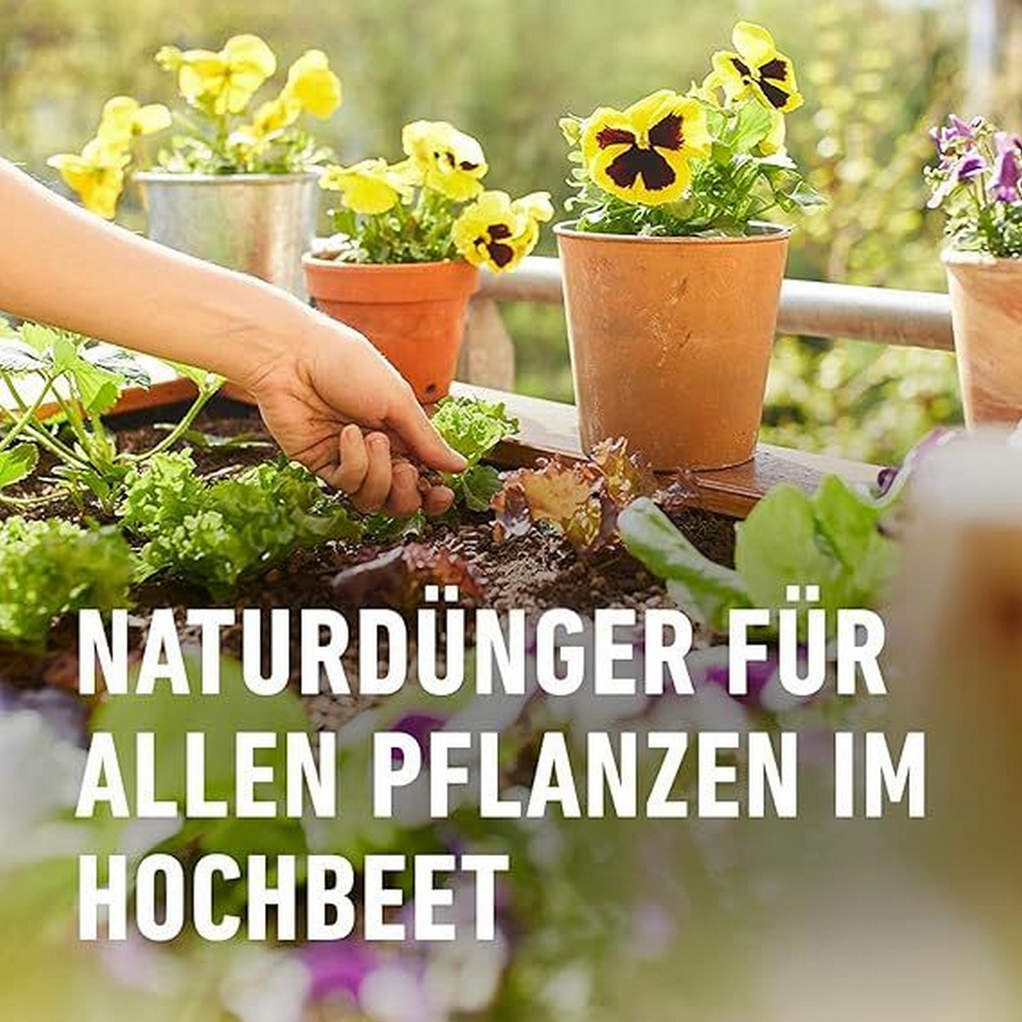 Bio-Hochbeet Dünger mit Schafwolle 750g