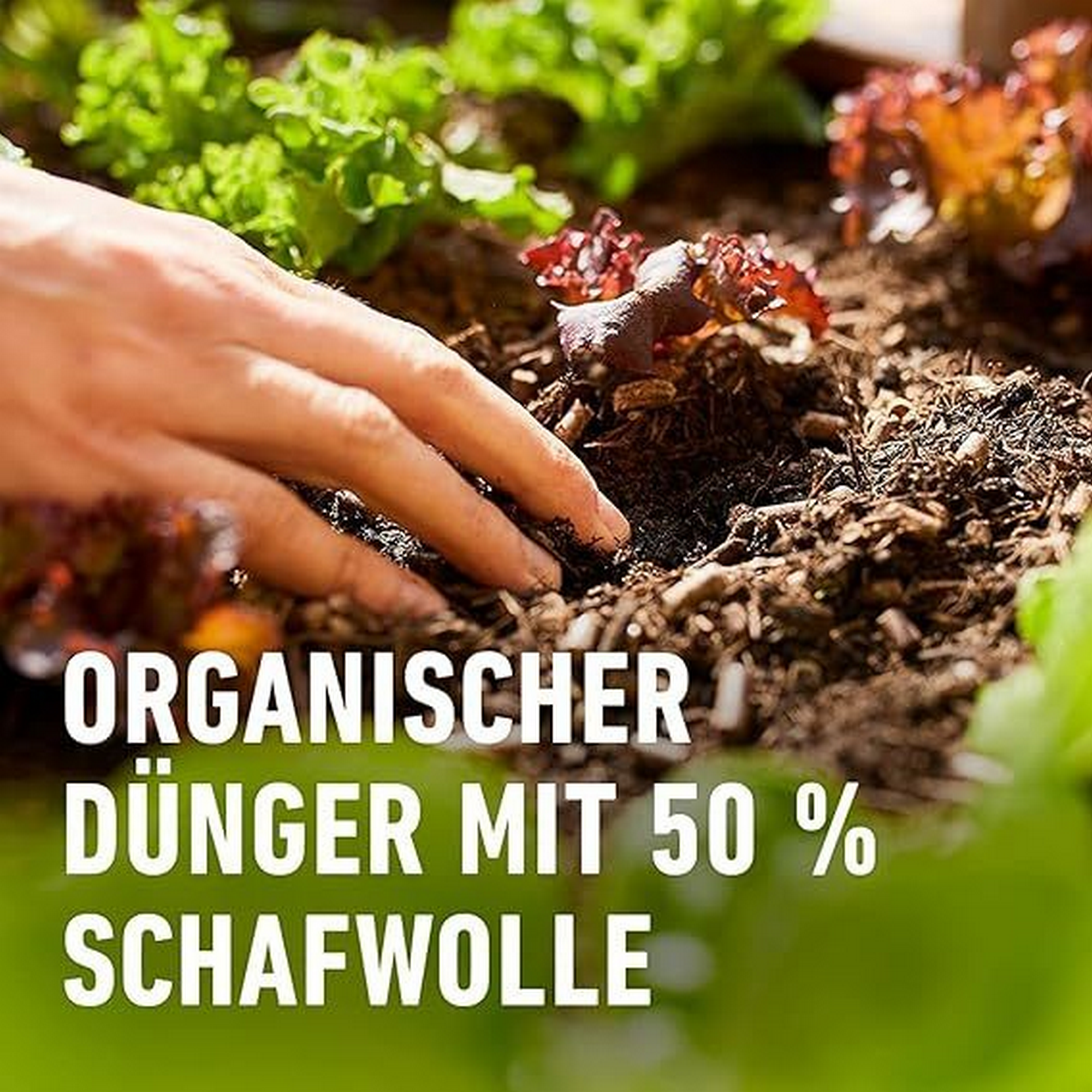 Bio-Hochbeet Dünger mit Schafwolle 750g