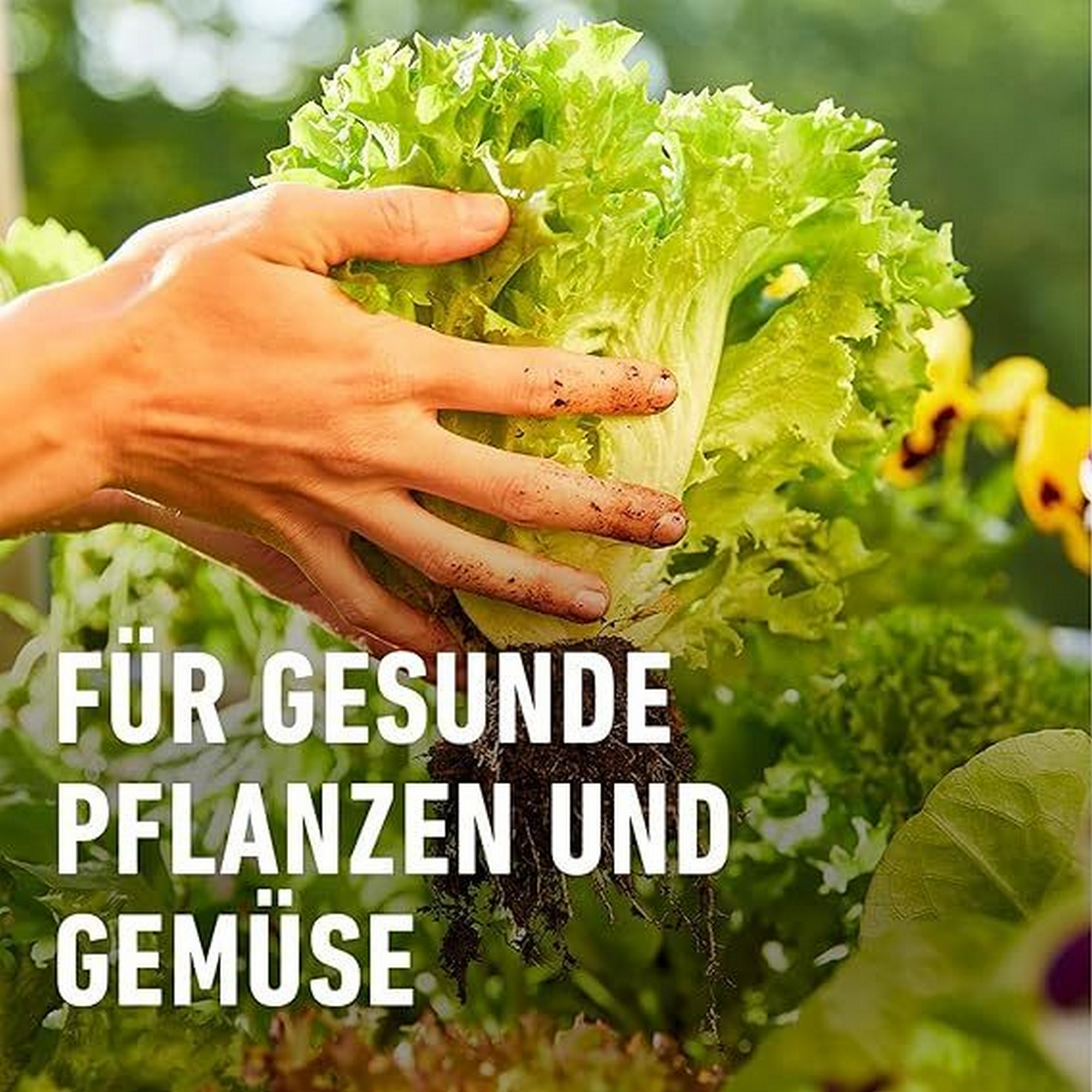 Bio-Hochbeet Dünger mit Schafwolle 750g