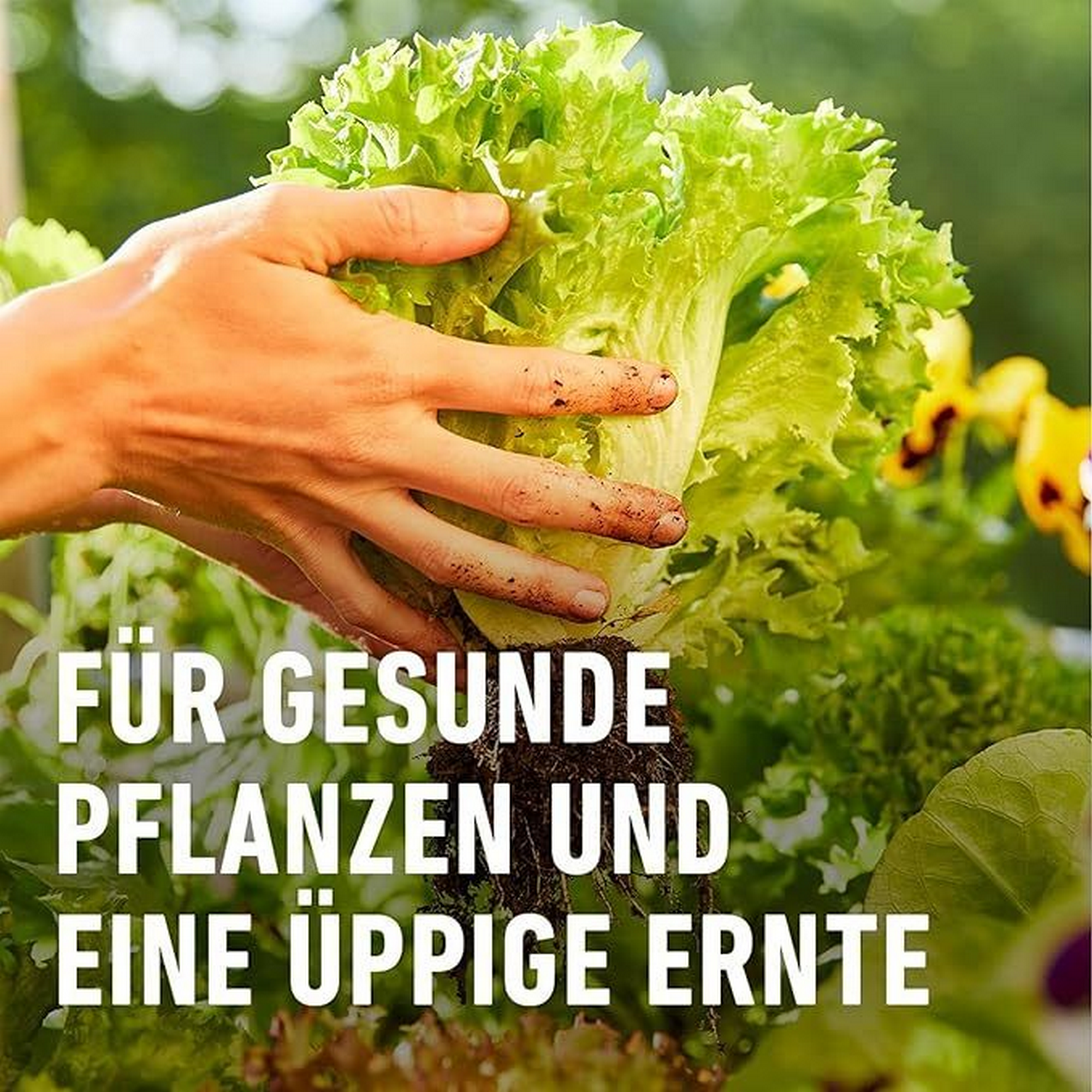 Bio-Universal Dünger mit Schafwolle 2kg