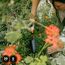 Blumenkelle 'OneClick' schwarz, wechselbarer Griff