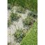 Mineral Mulch Kalkstein gelb 8-16 mm 25 kg