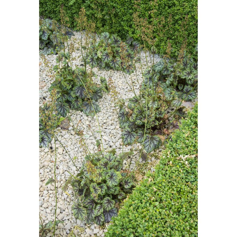 Mineral Mulch Kalkstein gelb 8-16 mm 25 kg