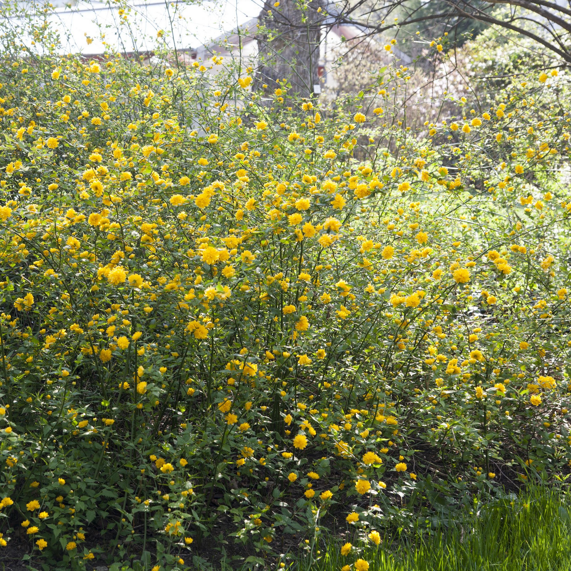 Ziersträucher Busch verschiedene Sorten 32 cm Topf