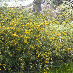 Ziersträucher Busch verschiedene Sorten 32 cm Topf