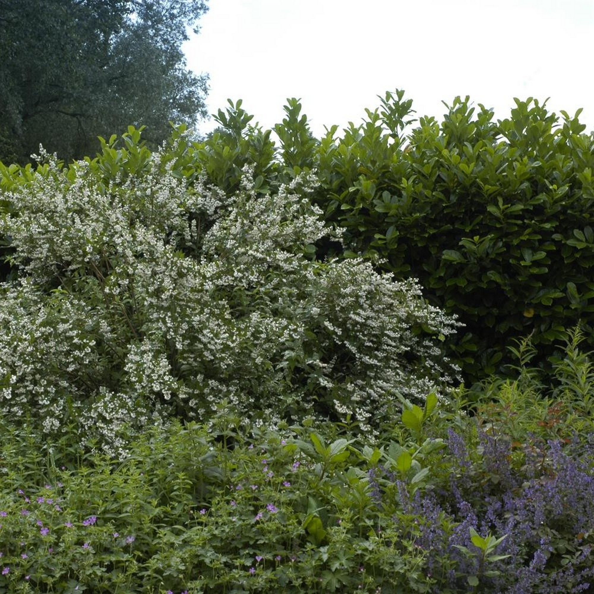 Ziersträucher Busch verschiedene Sorten 32 cm Topf