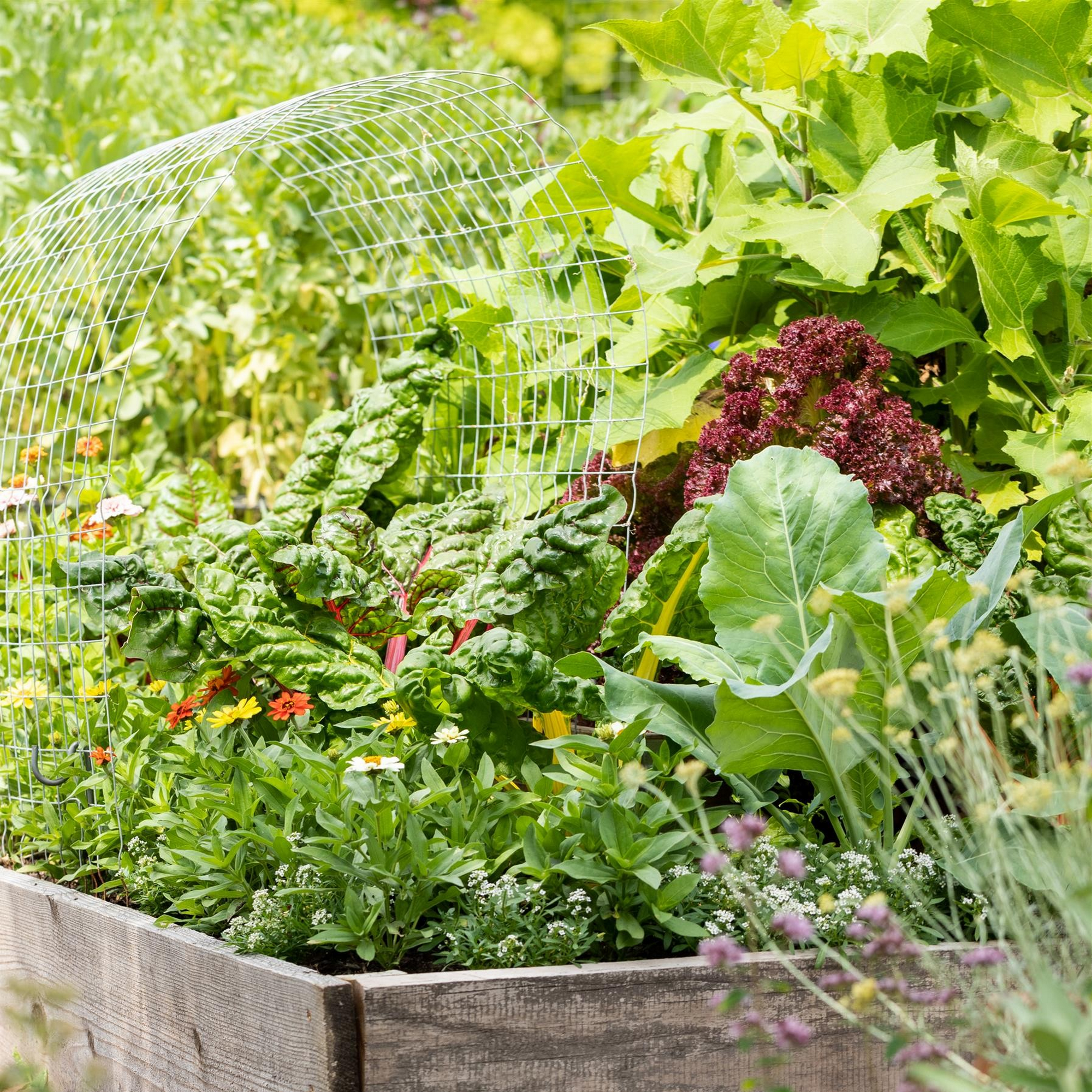 Gemüsepflanzen 'Plastikfrei - ich bin dabei' verschiedene Sorten 12 cm Topf