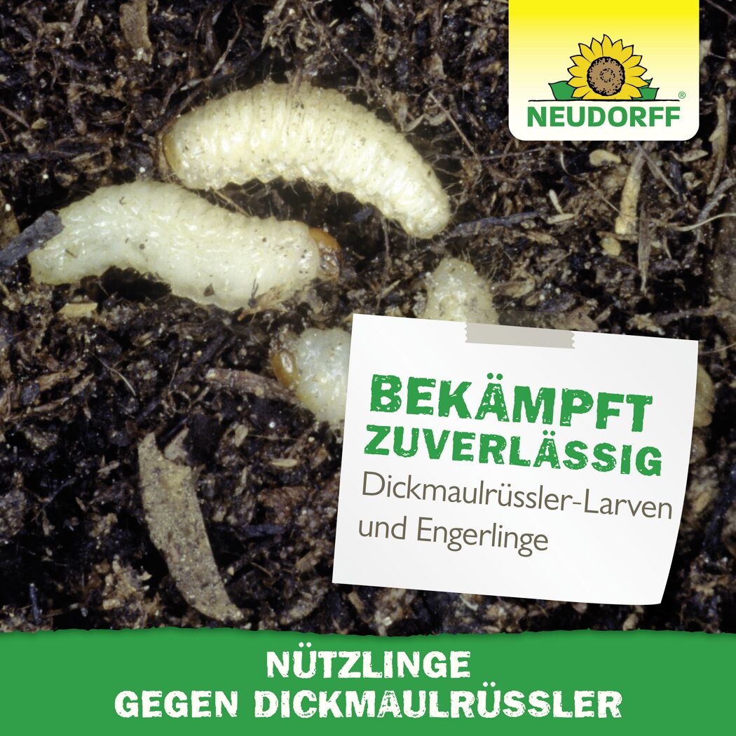 Bestell-Karte Nützlinge gegen Dickmaulrüssler