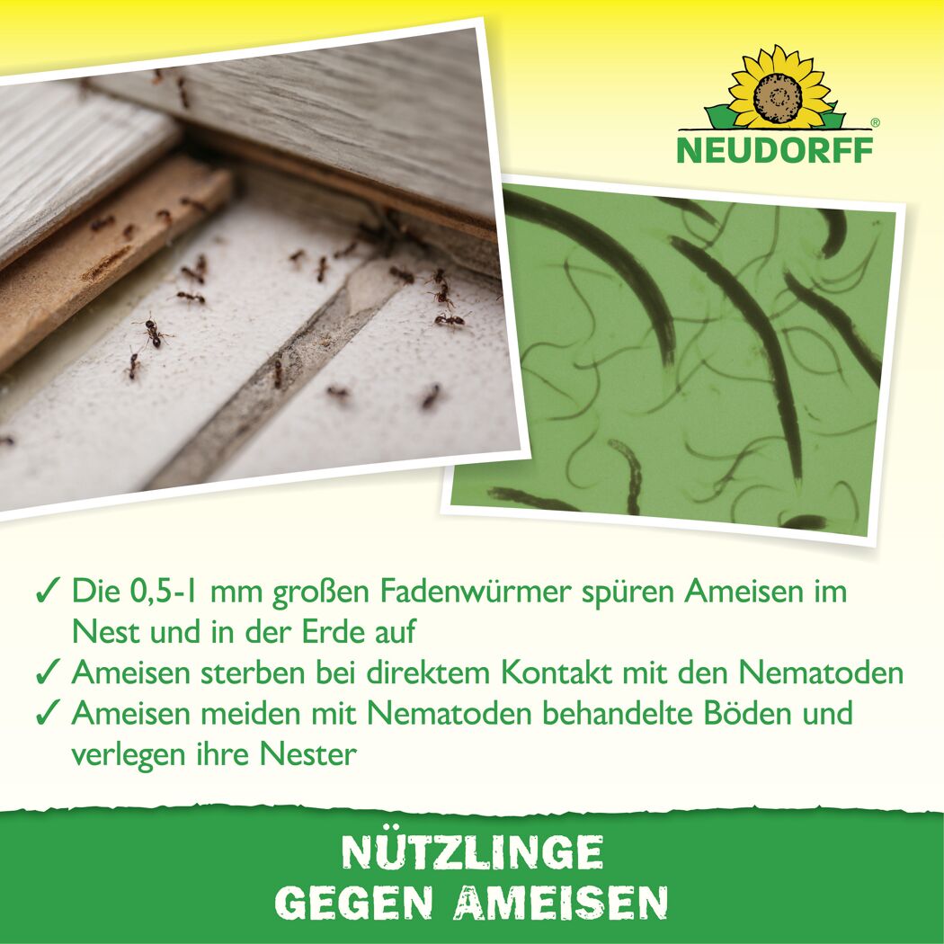Bestell-Karte Nützlinge gegen Ameisen