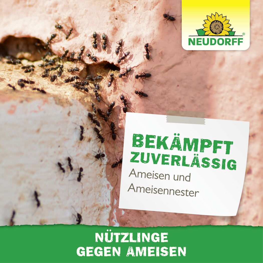 Bestell-Karte Nützlinge gegen Ameisen