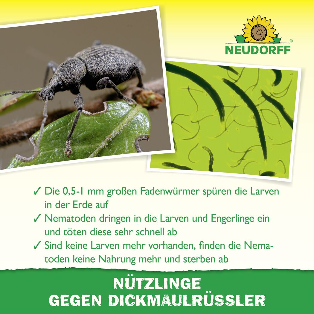 Bestellkarte Nützlinge gegen Dickmaulrüssler