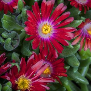 Mittagsblume Trio 14 cm Topf