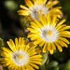 Mittagsblume Trio 14 cm Topf