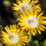 Mittagsblume Trio 14 cm Topf