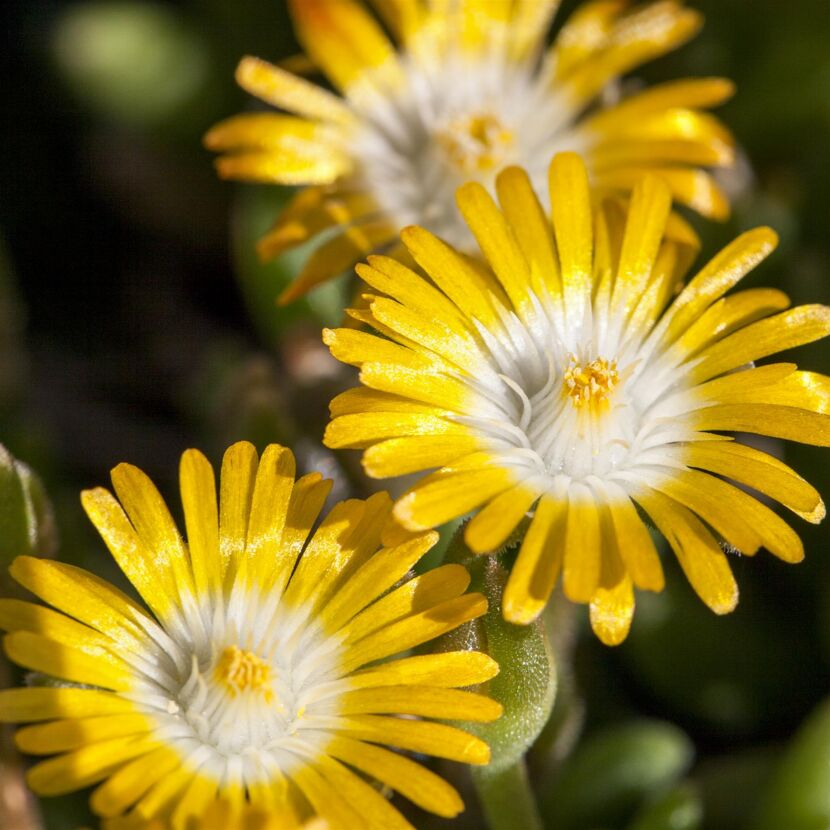 Mittagsblume Trio 14 cm Topf