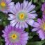 Mittagsblume Trio 14 cm Topf