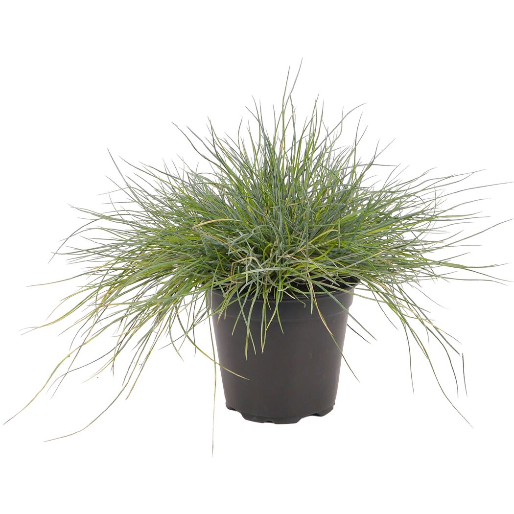 Strukturpflanzen 'Metallica' verschiedene Sorten 13 cm Topf