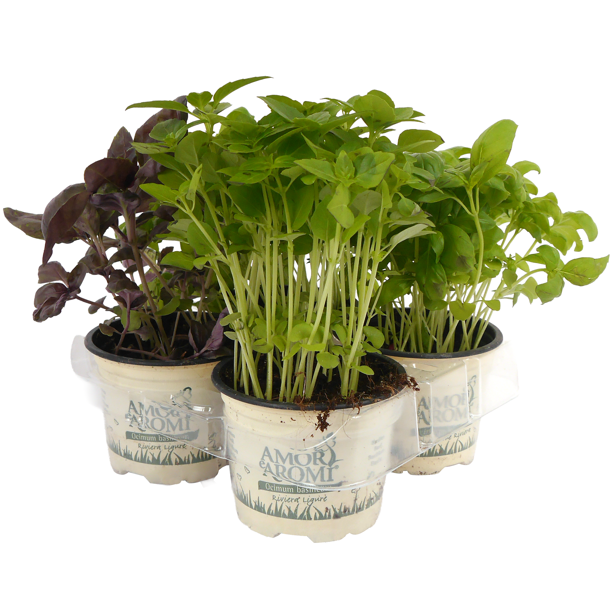 Basilikum Mix 4er-Tray