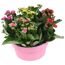 Kalanchoe 5 Farben im Topf in 23 cm Dekoschale