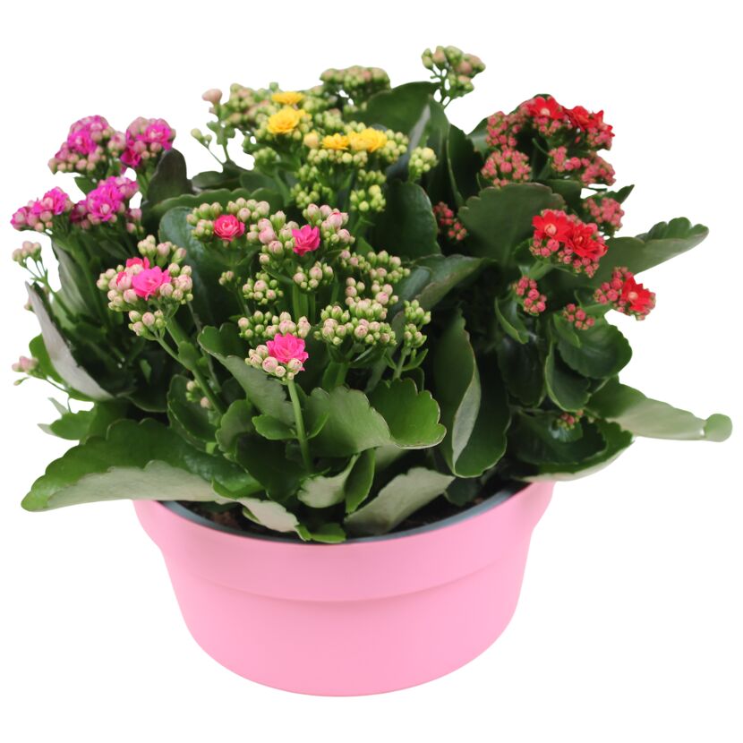 Kalanchoe 5 Farben im Topf in 23 cm Dekoschale
