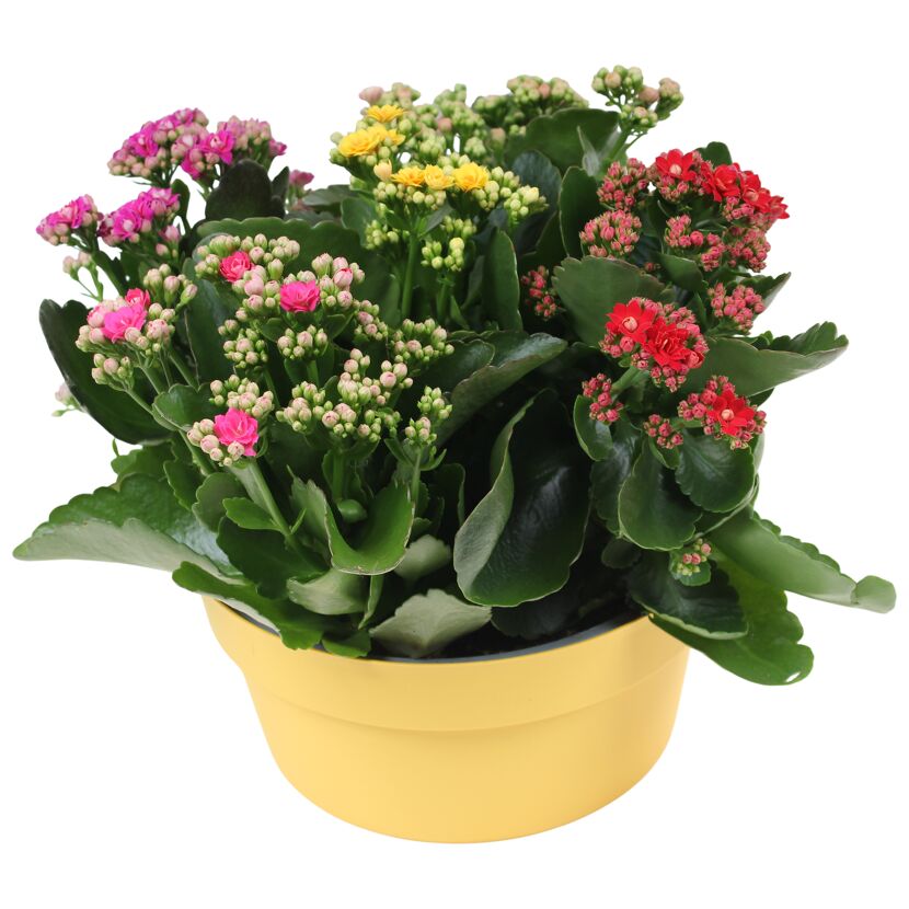 Kalanchoe 5 Farben im Topf in 23 cm Dekoschale