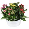 Kalanchoe 5 Farben im Topf in 23 cm Dekoschale