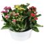 Kalanchoe 5 Farben im Topf in 23 cm Dekoschale