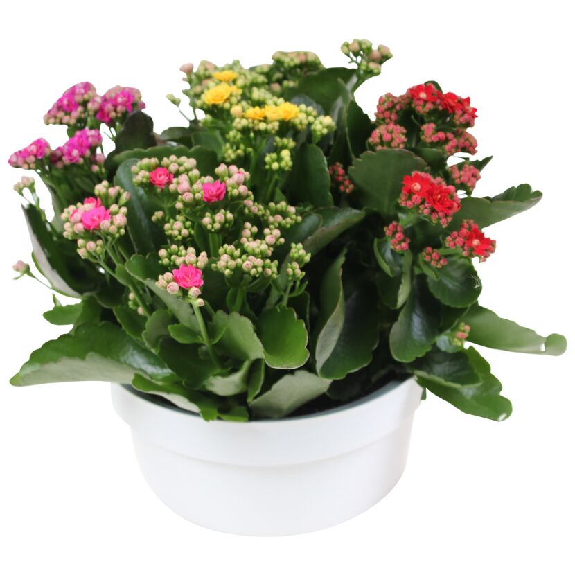 Kalanchoe 5 Farben im Topf in 23 cm Dekoschale