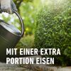 Buchsbaum- und Ilex Langzeit-Dünger 850 g