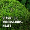 Buchsbaum- und Ilex Langzeit-Dünger 850 g