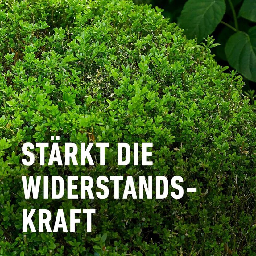 Buchsbaum- und Ilex Langzeit-Dünger 850 g