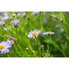 Schönaster 'Blue Star' 9 cm Topf, 3er-Set