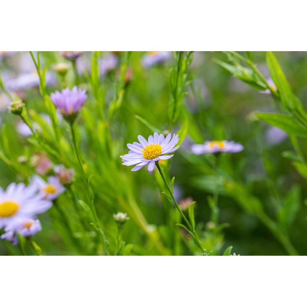 Schönaster 'Blue Star' 9 cm Topf, 3er-Set