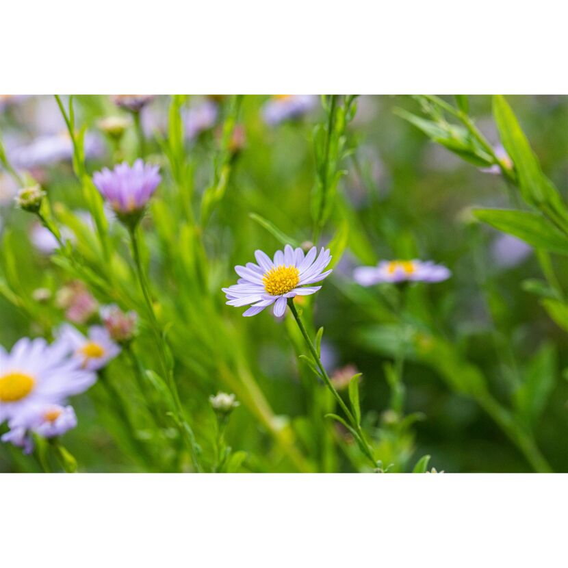Schönaster 'Blue Star' 9 cm Topf, 3er-Set