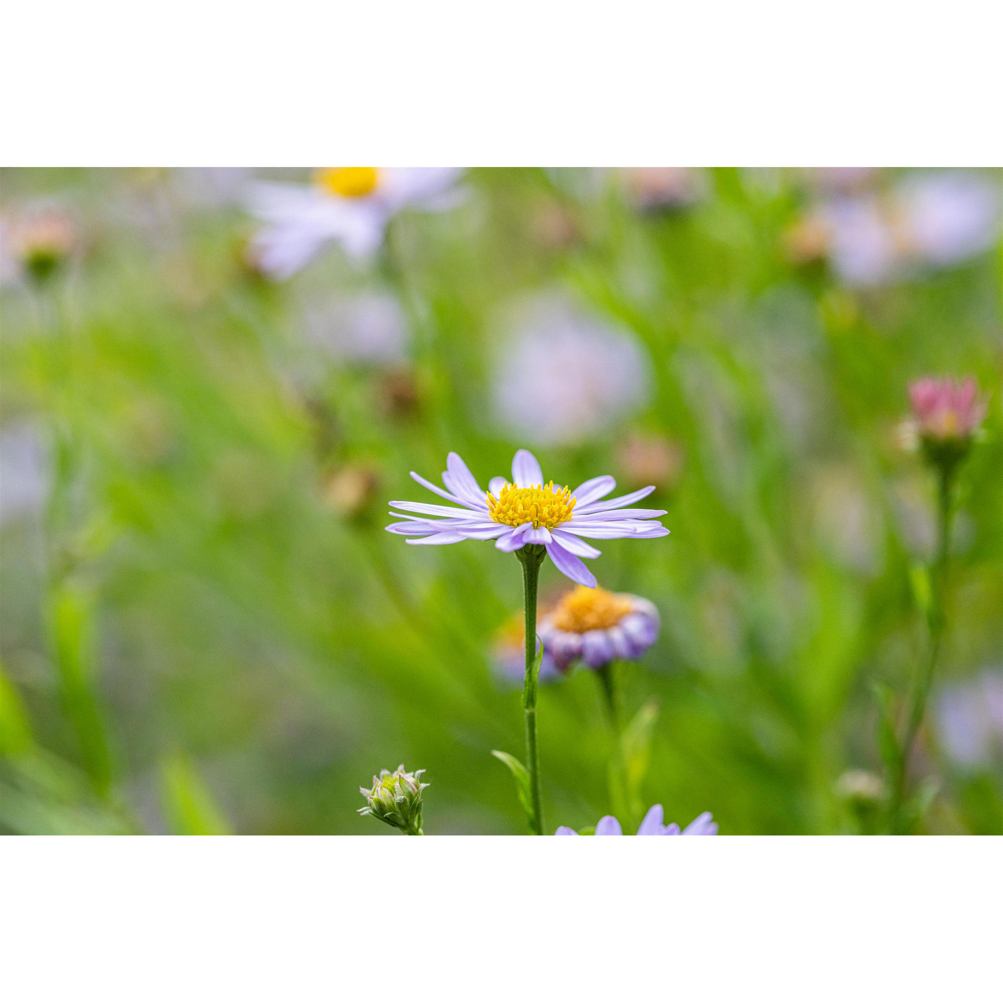 Schönaster 'Nana Blue' 9 cm Topf, 3er-Set