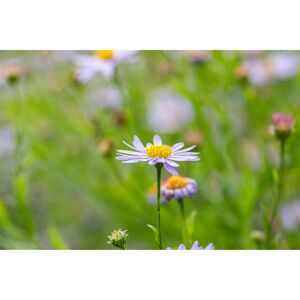 Schönaster 'Nana Blue' 9 cm Topf, 3er-Set