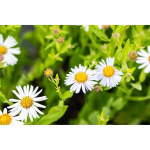 Schönaster 'Madiva' 9 cm Topf, 3er-Set