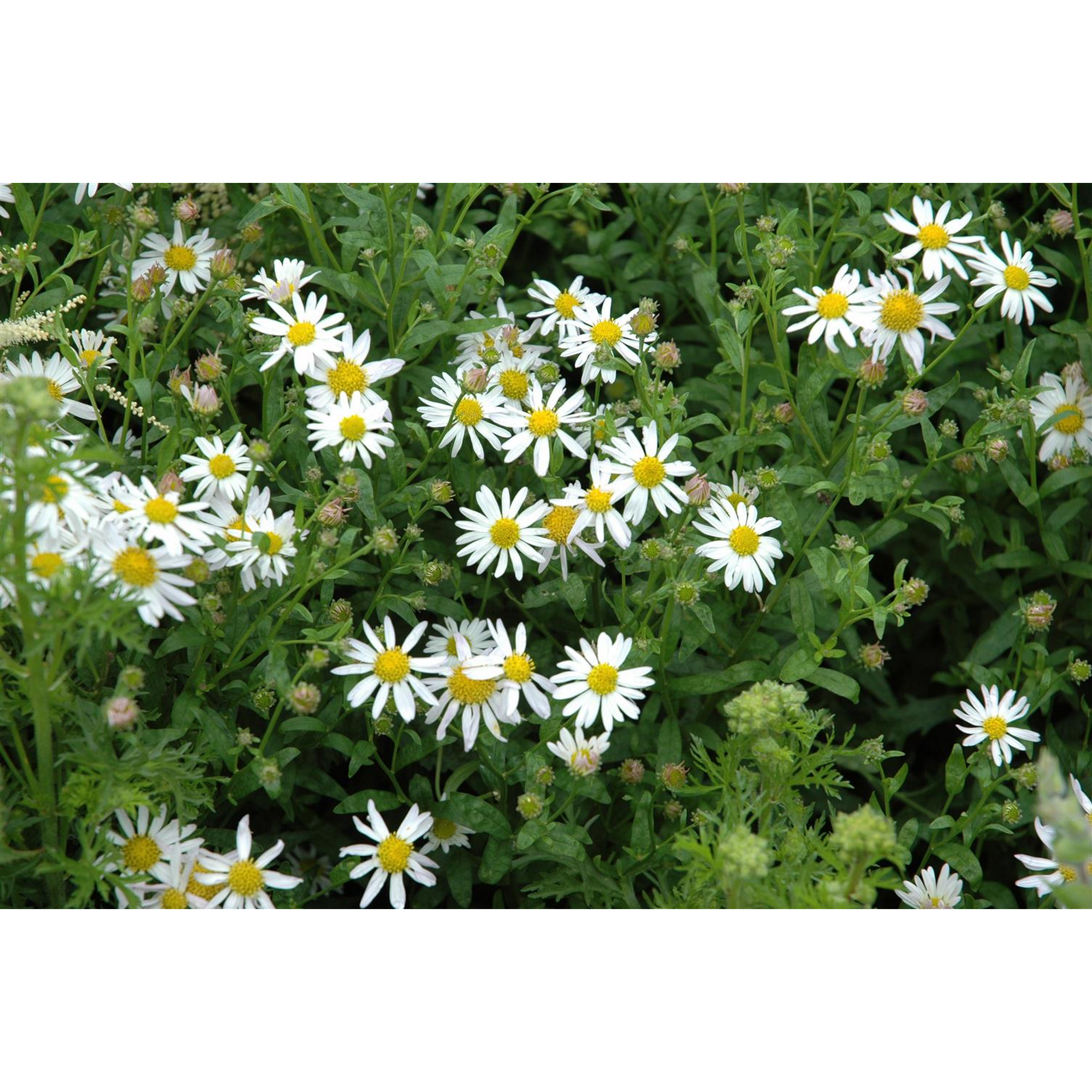 Schönaster 'Alba' 9 cm Topf, 3er-Set